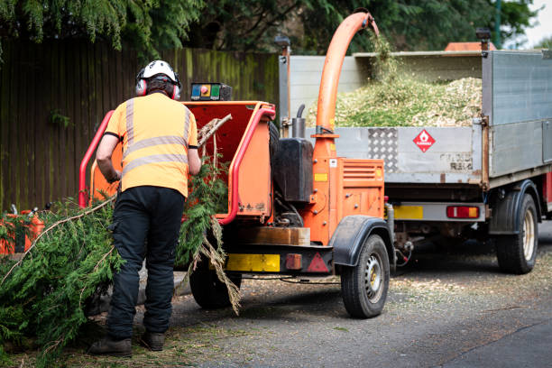 Best Tree Pruning Services  in Pontiac, MI